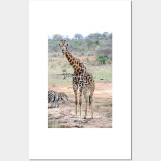 Giraffe Showing Tongue - Krüger National Park Posters and Art